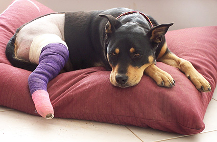 Steroids for pain relief in dogs