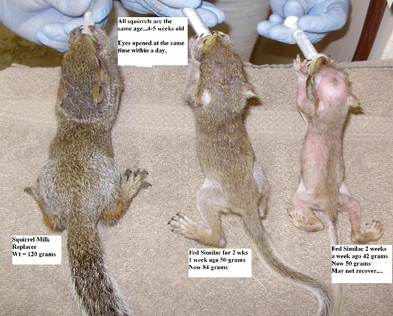 Baby Squirrel Age Chart Pictures